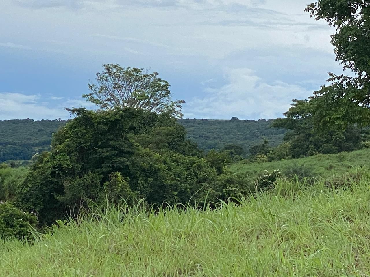 Vegetação Exuberante