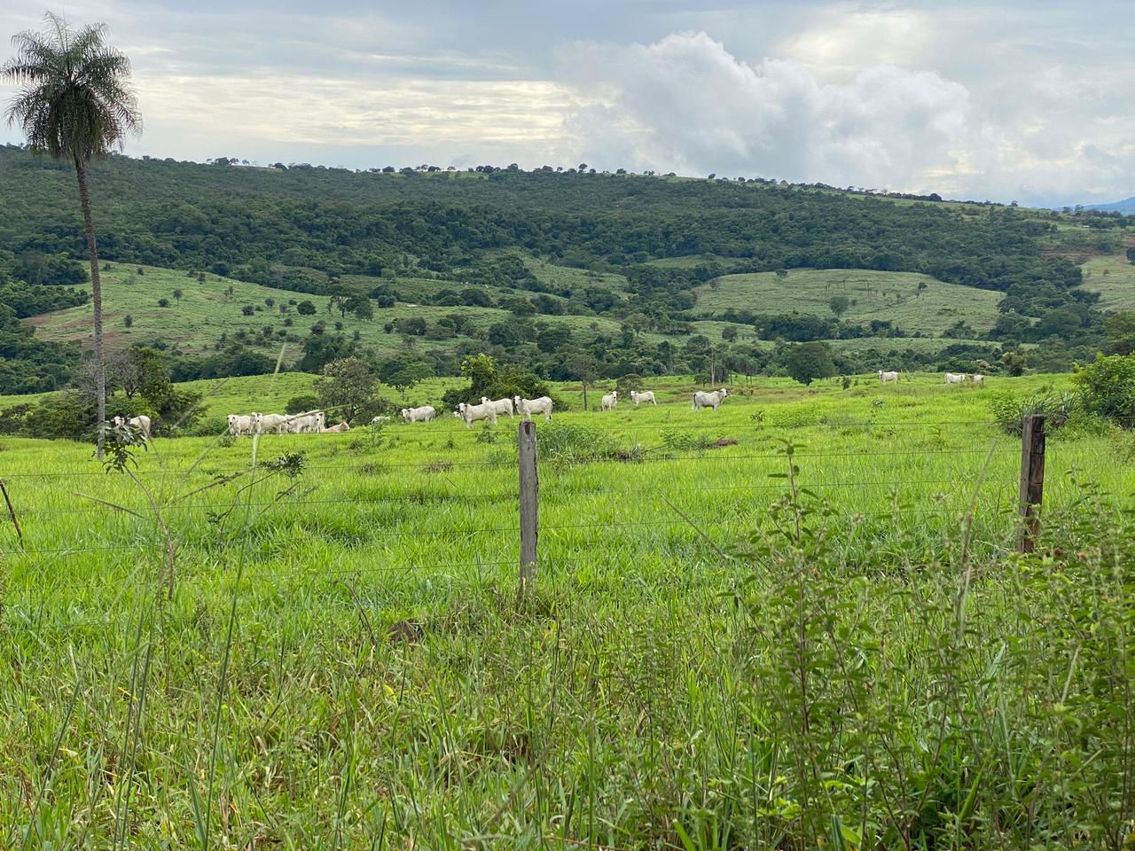 Vista panorâmica com gado pastando e morros ao fundo