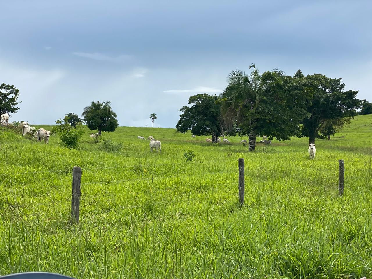 Gado nelore pastando em área formada da fazenda